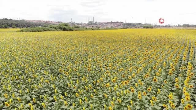 Prof. Dr. Kaya, ayçiçeği hasadına haftalar kala çayır tırtılı istilası hakkında açıklamalarda bulundu