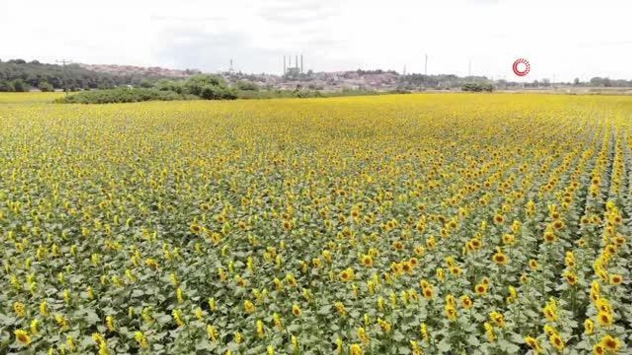 Prof. Dr. Kaya, ayçiçeği hasadına haftalar kala çayır tırtılı istilası hakkında açıklamalarda bulundu