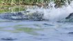 Crocodile is King Swamp! Two Male Lion Protect Yourself From Crocodile In River - Lion vs Crocodile