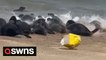 Over 100 seals 'stampede' into the sea after bag for life blows across the sand
