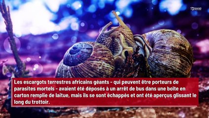 Des escargots tueurs repérés rampant dans une rue de Londres !