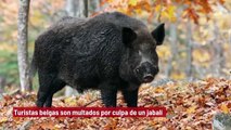 Turistas belgas son multados por culpa... de un jabalí