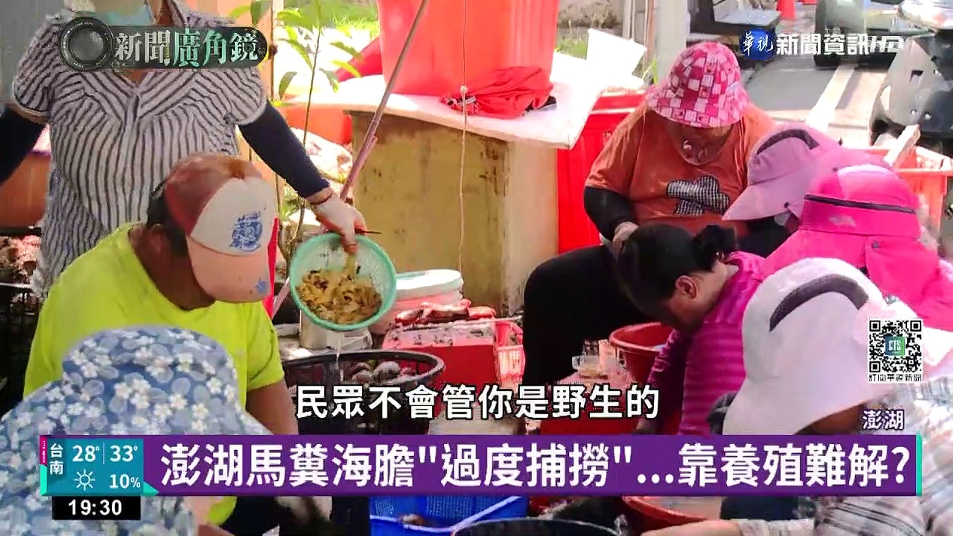 馬糞海膽 過度捕撈 靠養殖難解 志工喊修法 影片dailymotion