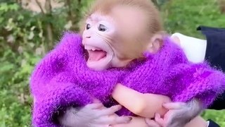Funny Monkey Baby Video Hahaha Funniest Baby Monkey in world like human behavior