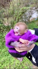 Funny Monkey Baby Video Hahaha Funniest Baby Monkey in world like human behavior