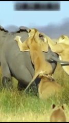 Lion  VS Elephant  Fighting/Lion Vs Elephant Fight Video