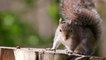 Put that squirrel on the pill: scientists design contraceptives to eradicate grey squirrels