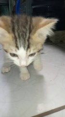 @Cyrus 2. Bearded cat looks like grandpa cat