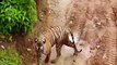 Ramgarh Vishdhari Tiger Reserve: बाघ के नजदीक आने का चल रहा इंतजार, फिर बाहर लाई जा सकती है बाघिन-video