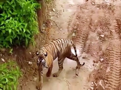 Ramgarh Vishdhari Tiger Reserve: बाघ के नजदीक आने का चल रहा इंतजार, फिर बाहर लाई जा सकती है बाघिन-video