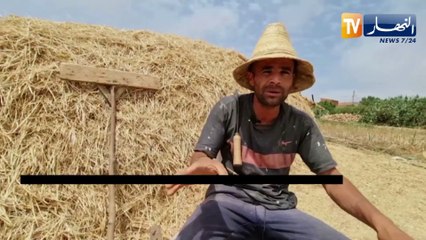 مستغانم: الحصاد التقليدي.. مهنة متوارثة عن الأجداد تأبى الإنذثار