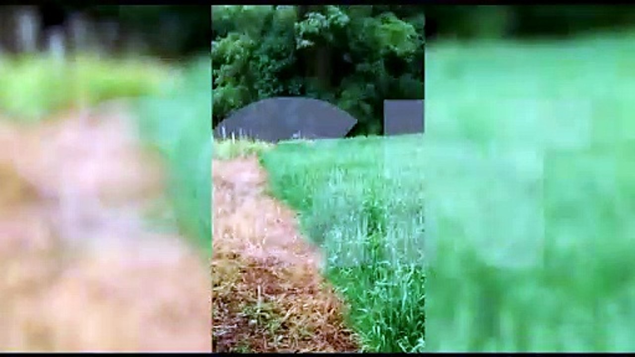 Internautas flagram Anta em Cascavel