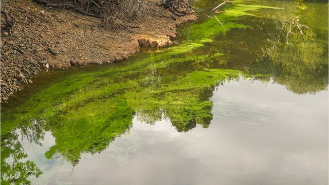 Canicule : attention aux cyanobactéries, organismes toxiques qui prolifèrent dans les lacs