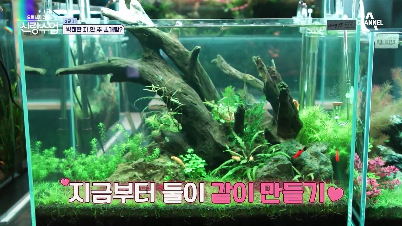 ♨질투 폭발♨ 설렘 가득한 태환의 수초 어항 만들기를 질투하는 영탁!