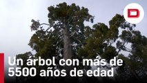 Científicos chilenos descubren el que podría ser el árbol más antiguo del mundo