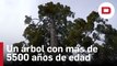 Científicos chilenos descubren el que podría ser el árbol más antiguo del mundo
