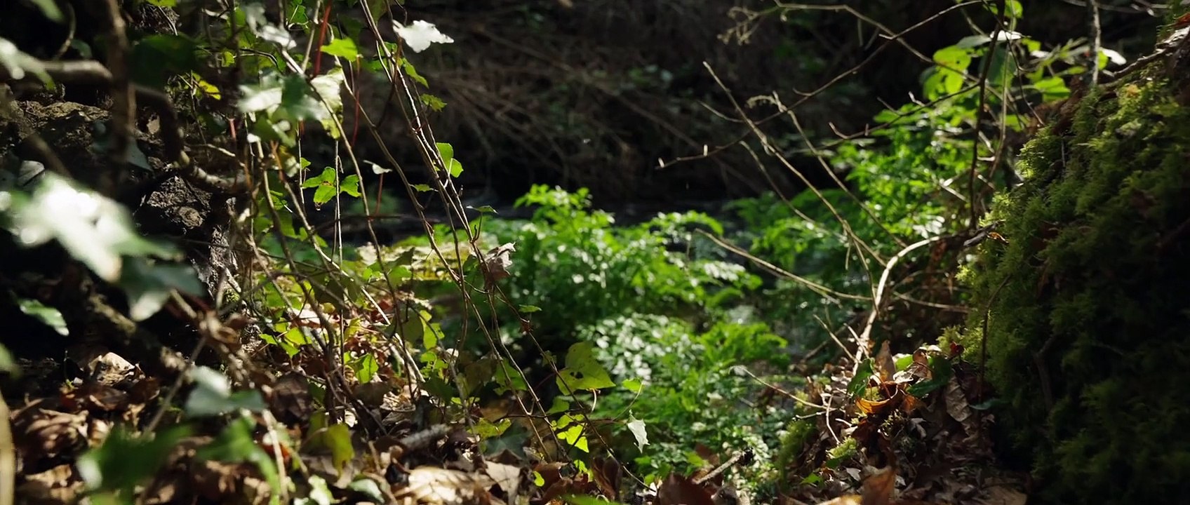 Connexion Sauvage Bande-annonce VF