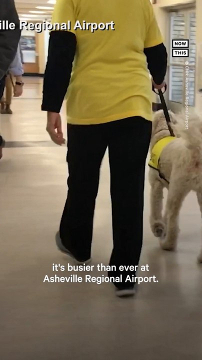 Therapy Dogs Ease Travel Anxieties