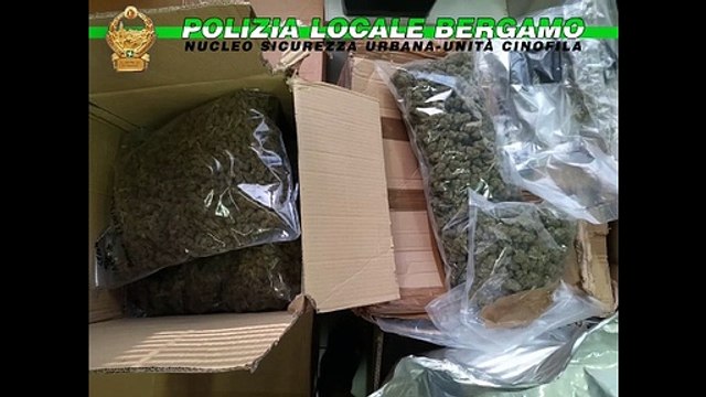 Bergamo, maxi sequestro di droga in un capannone: scoperti 600 chili di marijuana