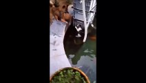 Un chien sauve un chat tombé à l'eau... mais ce n'était pas vraiment volontaire