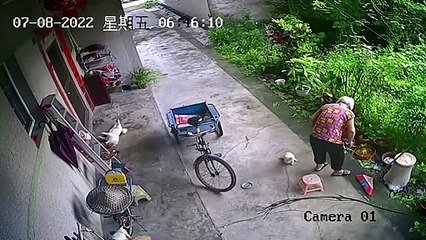 Ce chien apporte le tabouret à mamie... La classe