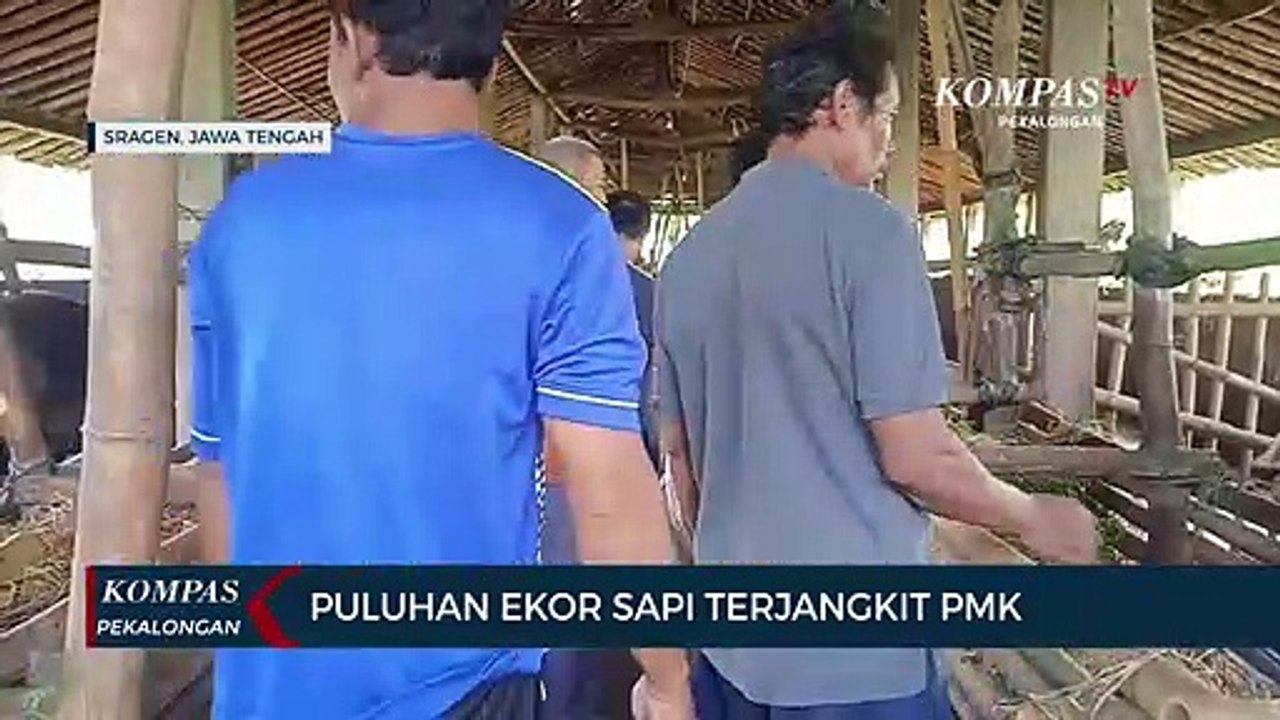 Puluhan Ekor Sapi Terjangkit PMK