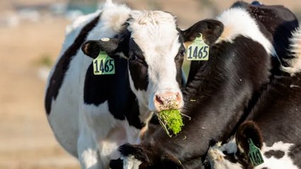 Aquatic ‘Superplants’ Feed Livestock, Reduce Animal Agriculture Emissions