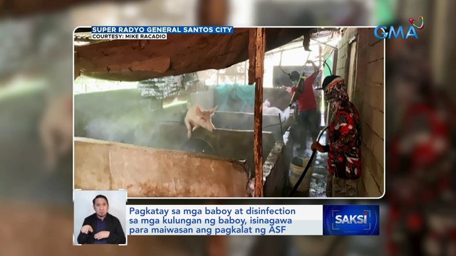 Pagkatay sa mga baboy at disinfection sa mga kulungan ng baboy, isinagawa para maiwasan ang pagkalat ng ASF | Saksi