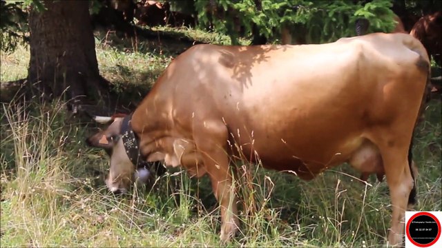 Arêches ( Savoie / 73270 ) en été : Les Vaches sonnent les clarines, Mercredi 20 Juillet 2022