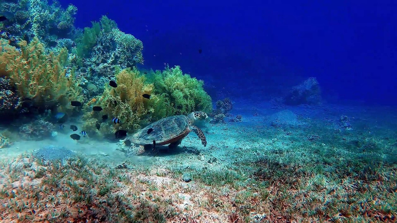 Critically Endangered Hawksbill Turtle. Why is the hawksbill turtle going extinct?