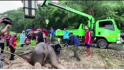 Salvataggio di mamma elefante in Tailandia - Rescue elephant mother in Thailand