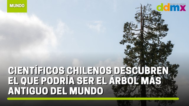 Científicos chilenos descubren el que podría ser el árbol más antiguo del mundo