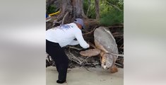 Hombre rescata a una tortuga marina en Islas de la Bahía