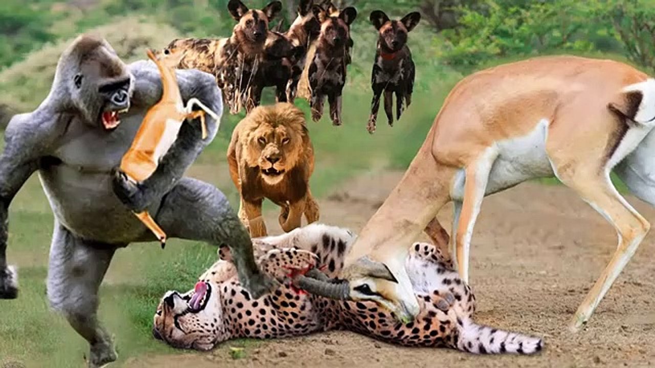 The_ferocious_baboon_rushes_to_attack_cheetahs_and_lions_to_rescue_impala Africa hot girlxxxx video