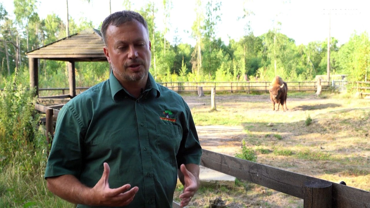 'Öko-Ingenieure' für England: Erste wilde Wisente in Kent