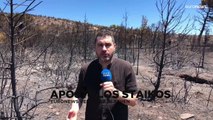 Waldbrände in Griechenland: Mann nimmt sich das Leben
