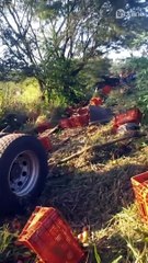 Caminhão carregado com tomate bate contra árvore na PR-466; Veja