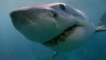 Why shark attacks happen and how you can avoid them