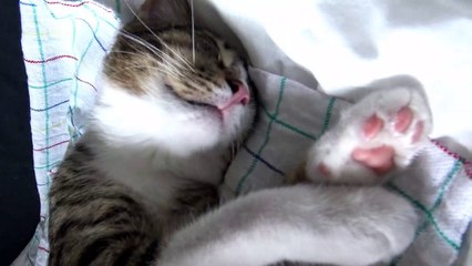 Cute Sleeping Kitten