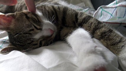 Don't Touch My Wounded Paw, Hooman