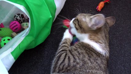 Entertaining Little Cat Grooms His Toys