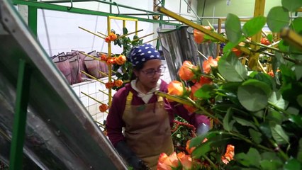 الزهور الإكوادورية تجتاز عقبات كثيرة قبل وصولها إلى الأسواق العالمية
