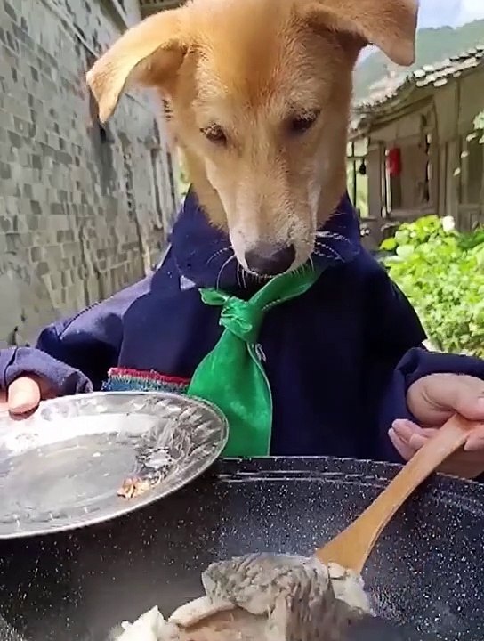 Attack Of The Funny Dogs  The Best Videos About Dog