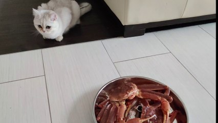 220423 Cat, Fresh Snow crab From PEI Canada, Crab Congee