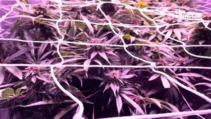 간판없는 공장, 빨간불빛 내뿜는 비닐 걷자…경찰 경악했다 [영상]