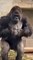 real life king Kong Gorilla #shorts #wildlife #gorilla