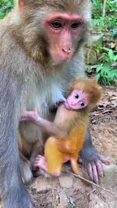 Cute little monkey 11