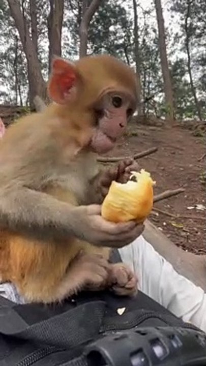 Cute little monkey 13