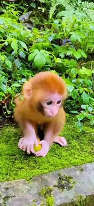 Cute little monkey 15