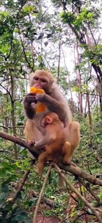 Cute little monkey 16
